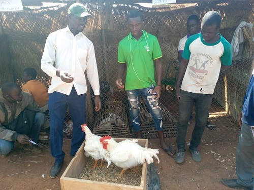 Foire de la volaille des Balé : Une vitrine pour promouvoir l’aviculture au Burkina