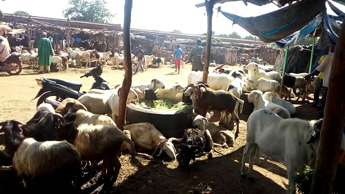 Préparatifs de la Tabaski à Bobo-Dioulasso : Les commerçants de bétail victimes de concurrence déloyale