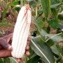 Un épi de maïs dans un champ à Koho