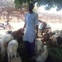 Samba Keita commerçant de moutons au marché de bétail de Bobo-Dioulasso