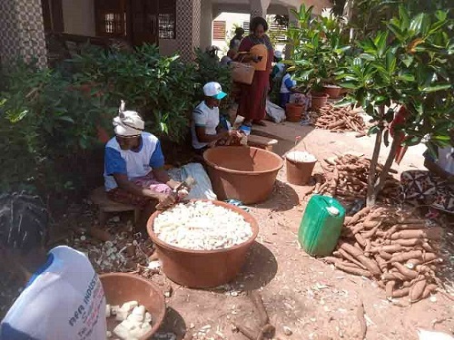 Filière manioc : Le projet de valorisation de la filière officiellement lancé