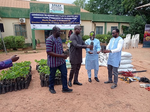 Filière anacarde au Burkina : 40 000 plants greffés pour améliorer la production de noix de cajou